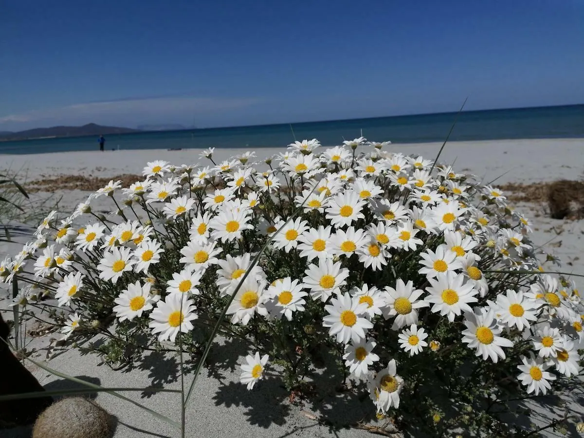 Sunflower House Siniscola Appartamento